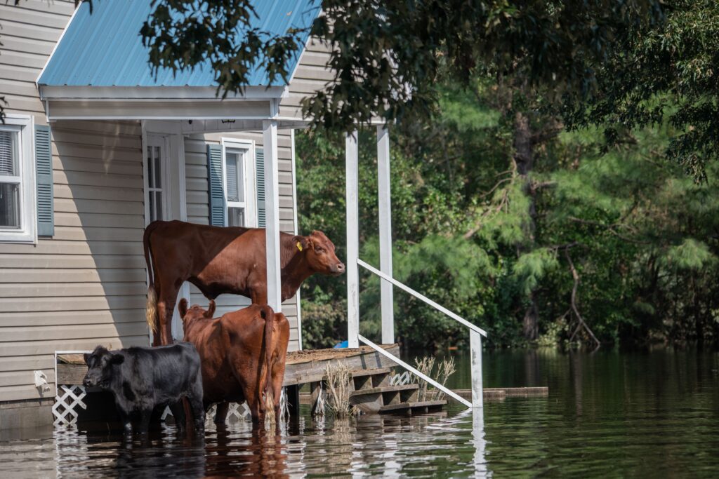 Progressive Flood Insurance
